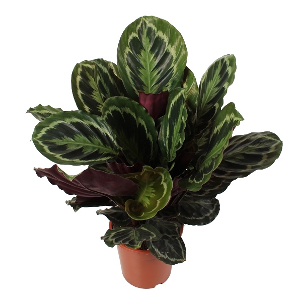 Pokojová květina Calathea medailion 10 cm