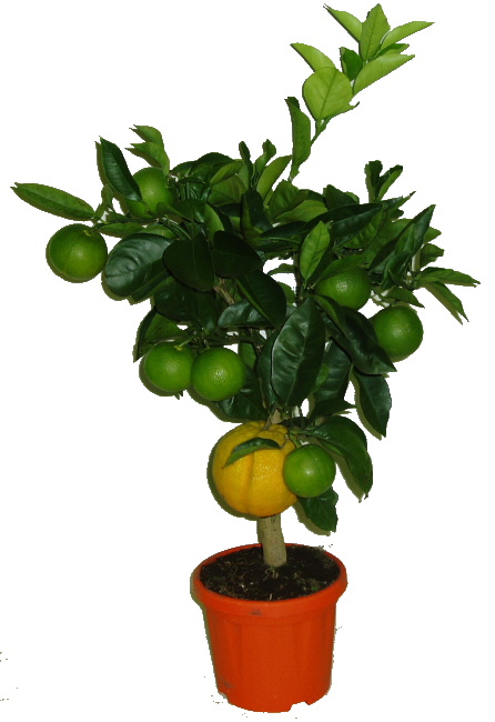 Pomeranč Pomerančovník ORANGE - ARANCIO - 2. jakost