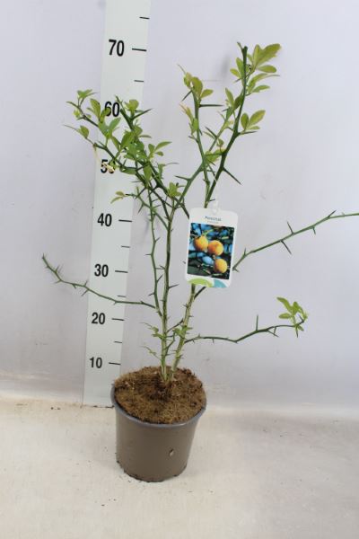 Poncirus trifoliata - Citronečník 