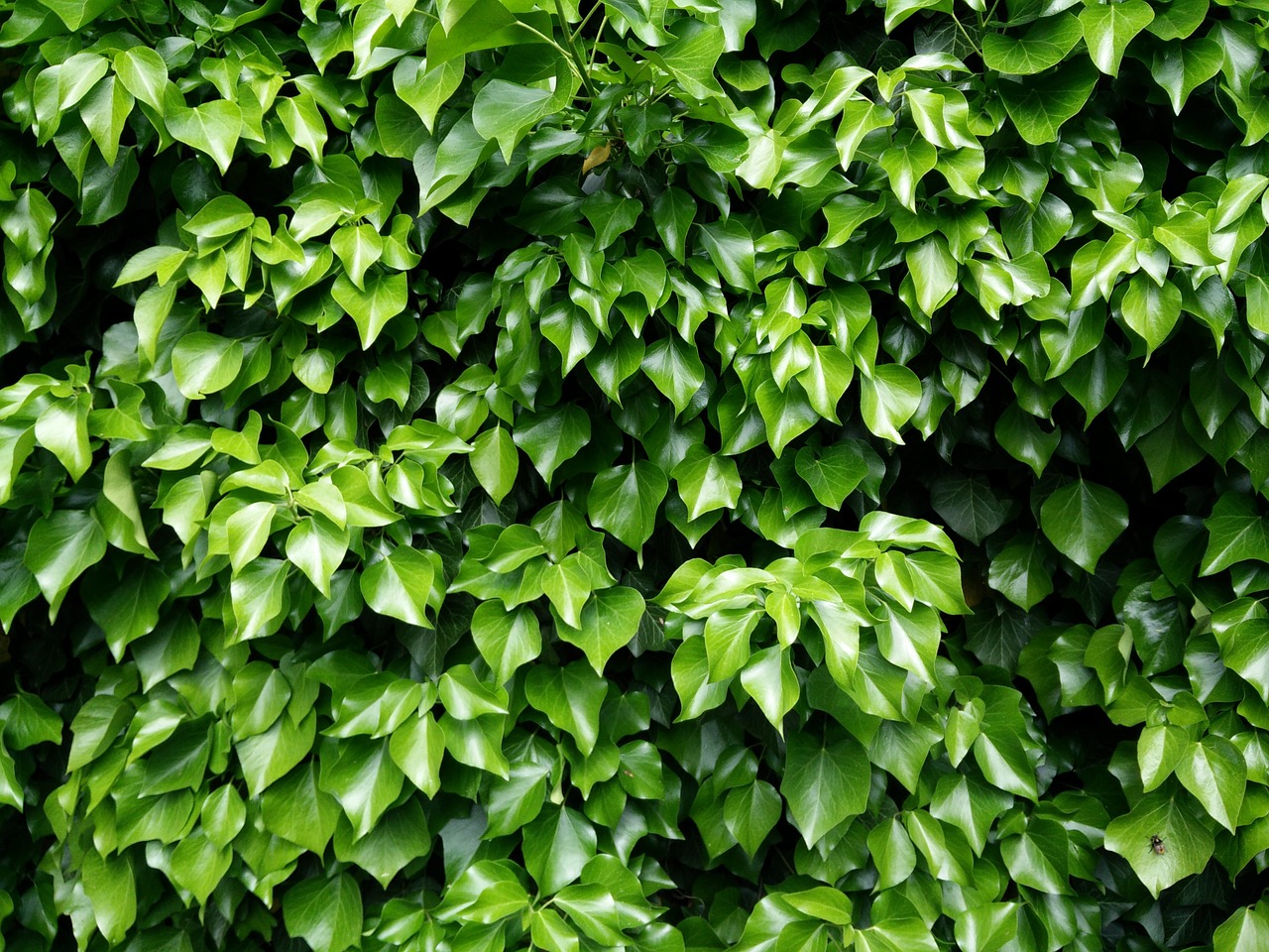 Popínavá rostlina Hedera