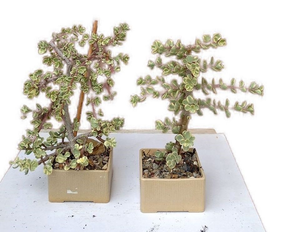 Portulacaria afra - Portulakárie africká č.4