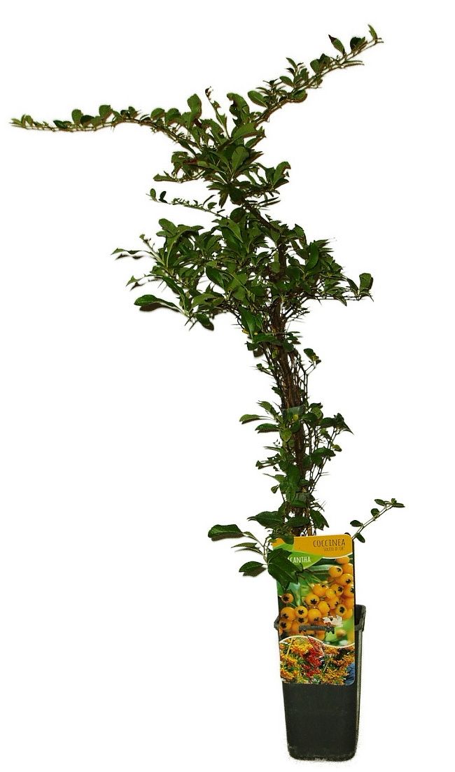 Pyracantha golden charmer - ohnivec