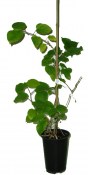 kiwi-actinidia-arguta-kozolupy-samosprasna