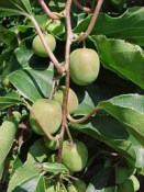 actinidia-arguta-kiwi-vitakola