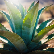 Agave mix (2/2)