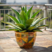 Agave mix