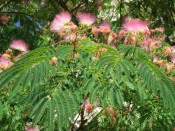Albizia julibrissin summer chocolate  (1/2)