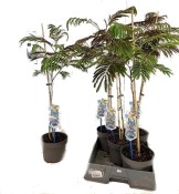 Albizia julibrissin summer chocolate  (2/2)