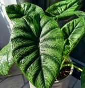 Alokázie - Alocasia Cucullata - velká (2/2)