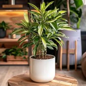 Alpinia zerumbet variegata - pestrolistý zázvor
