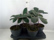 Amorphophallus Atroviridis - RARITA