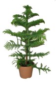 Araucaria Heterophyla 120 cm (2/2)