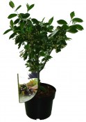 Aronia - černoplodec - melanocarpa hugin - černý jeřáb