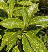 Aucuba japonica variegata - Japonský vavřín (2/2)