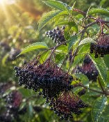 Bez černý - Sambucus nigra haschberg (2/2)