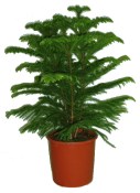 Araucaria Heterophyla 120 cm