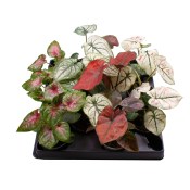 Caladium - Andělská křídla mix