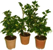 Camellia japonica - královna květin kamélie s pupeny růžovo R.L. Wheeler 2.jakost