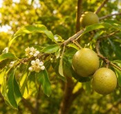 Casimiroa edulis – Bílá sapota - Mexické jablko