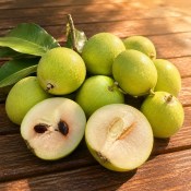 Casimiroa edulis – Bílá sapota - Mexické jablko (2/2)