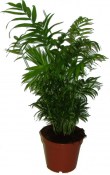 Chamaedorea elegans střední