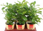 Citrus Hystrix - kafrová limeta