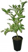 Citrus macrophylla 