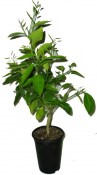 Citrus paradisi  ''RED BLUSH'' – GREP