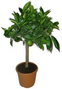 Citrus střední Mandarino cleopatra 2.jakost (2/3)