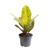 Codiaeum - croton menší