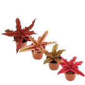 Cryptanthus Mix - Zemní hvězda