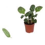 Ctenanthe lubbersiana
