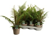 Cyathea Highland Lace - stromová kapradina