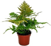 Dryopteris erythrosora - Kapradina červenavá xl