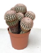 Echinocereus neomexicanus - Echinocereus novomexický č.9