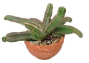 Echinocereus pulchellus - echinocereus líbezný č.11