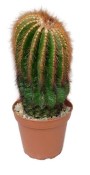 Eriocactus warasii - Parodia warasii č.12