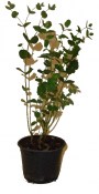 Eukalyptus pulverule 