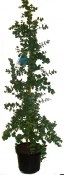 Eukalyptus vysoký 40 cm