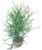 Euphorbia tirucalli - Pryšec prutnatý č.1