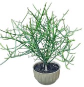 Euphorbia tirucalli - Pryšec prutnatý č.2