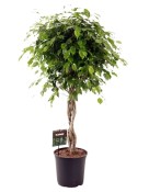 Ficus nitida vlecht velký strom