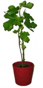 Ficus carica Fíkovník 