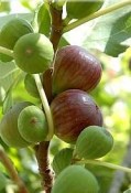 Ficus carica fíkovník rozvětvený keř carica Little