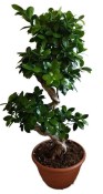 Ficus Ginseng 12