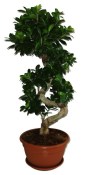 Ficus Ginseng 14