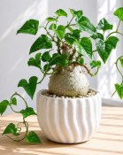 Fockea edulis (2/2)