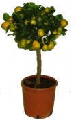 Fortunella Kumquat Osha 2. jakost č.6