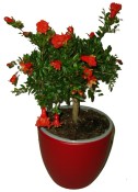 Granátovník Punica granatum jablko keřík 50 cm (2/2)