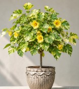 Ibišek lípovitý - Hibiscus tiliaceus